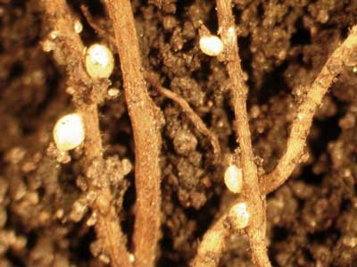 Soybean cyst nematode on soybean roots